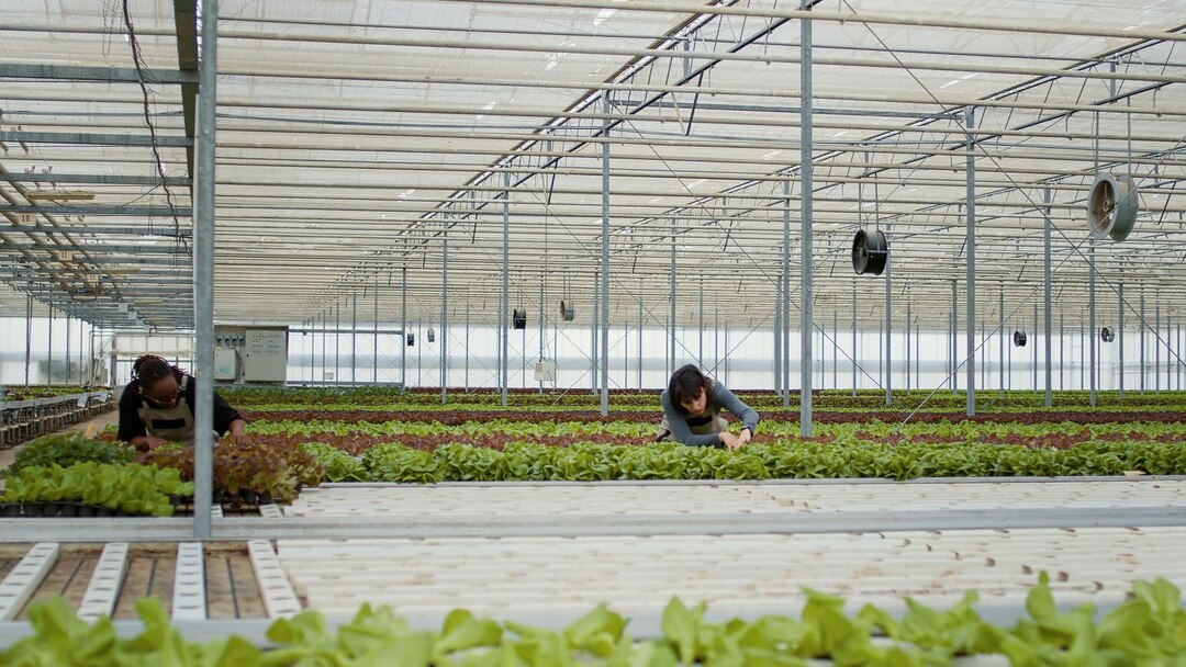 greenhouse farming Kazakhstan