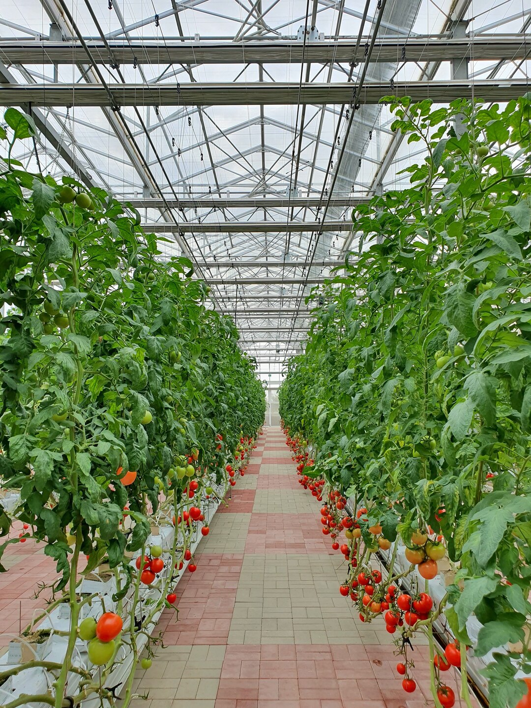 inside view of greenhouse