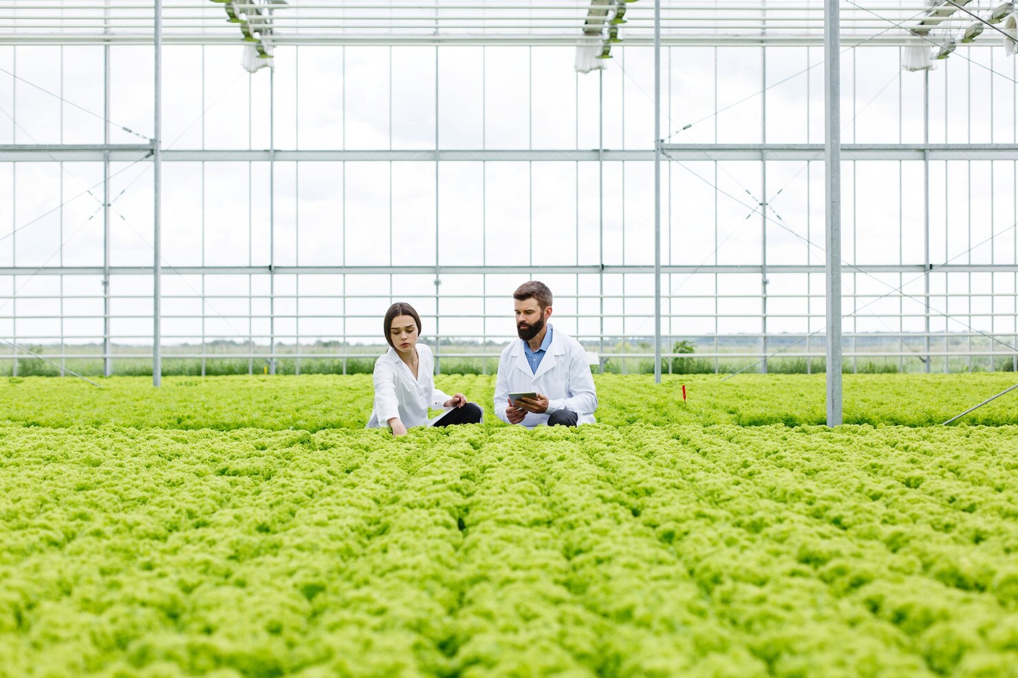 team working in greenhouse with vegetables