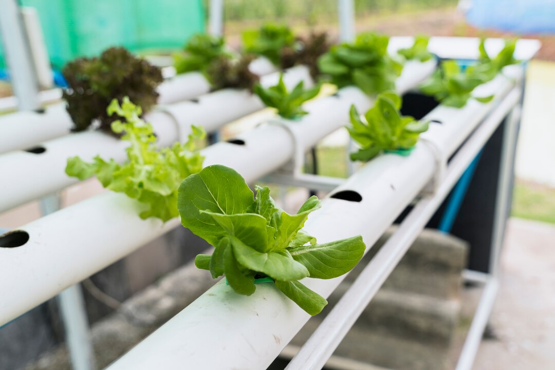 Hydroponic Lettuce Greenhouse