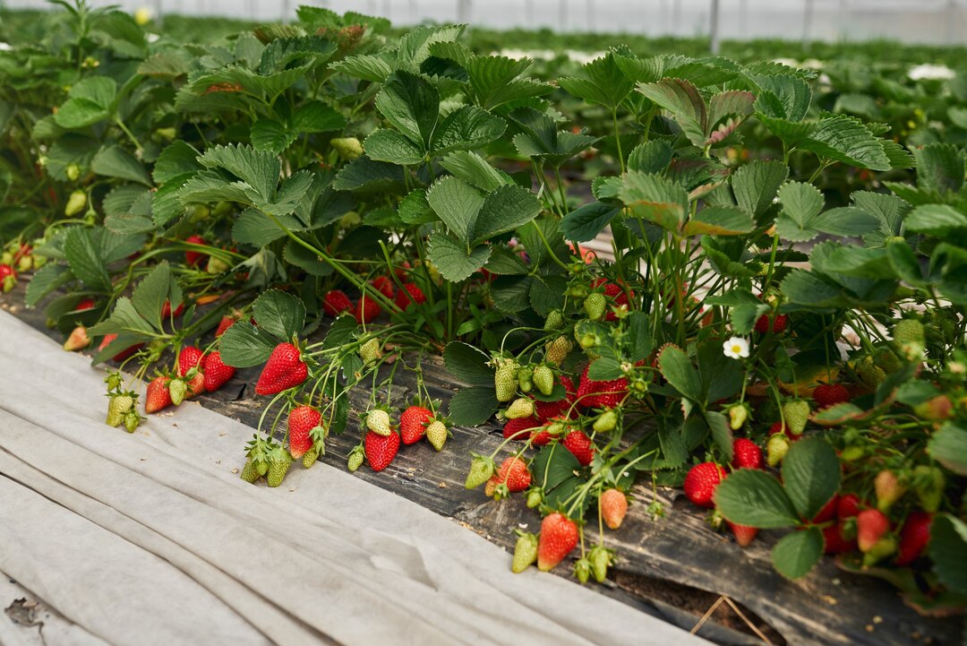 Strawberry Greenhouse Cultivation