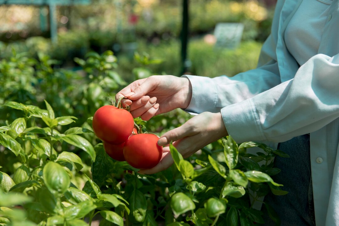 Tomato Heating Greenhouse